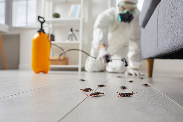 Commercial Kitchen Cockroach Control in Talahi Island